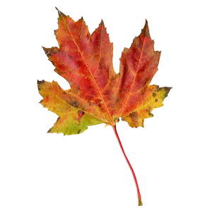 Vibrant Autumn Maple Leaf PNG