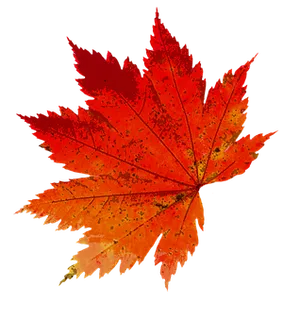 Vibrant Autumn Maple Leaf PNG