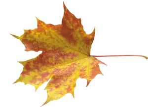 Vibrant Autumn Maple Leaf PNG image