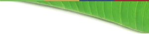 Vibrant Banana Leaf Texture PNG