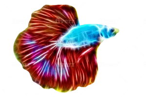 Vibrant Betta Fish Illustration PNG image