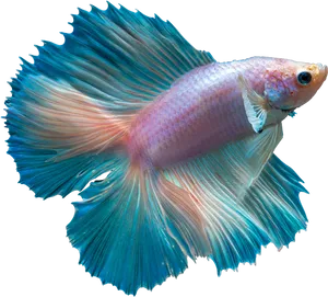 Vibrant Betta Fish Spread Fins PNG image