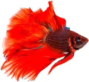 Vibrant Betta Fish Swimming