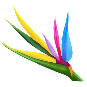 Vibrant Bird Of Paradise Illustration Png 06212024 PNG image