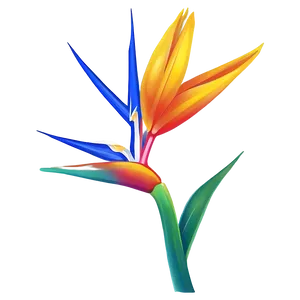 Vibrant Bird Of Paradise Illustration Png 06212024 PNG image