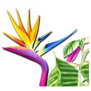 Vibrant Bird Of Paradise Illustration Png 53 PNG image