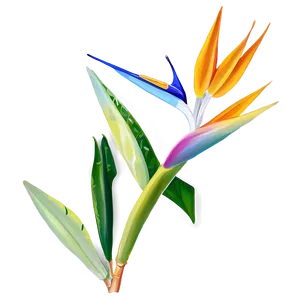 Vibrant Bird Of Paradise Illustration Png 76 PNG image