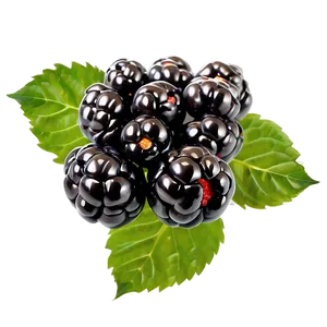 Vibrant Blackberry PNG Pab
