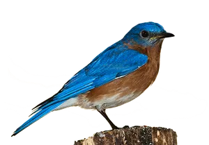 Vibrant Blue Bird Perchedon Stump