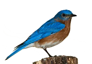 Vibrant Blue Birdon Stump