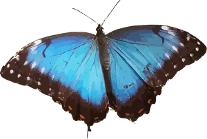 Vibrant Blue Butterfly PNG image