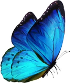 Vibrant Blue Butterfly Isolated PNG image