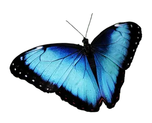 Vibrant Blue Butterflyon Black Background PNG image