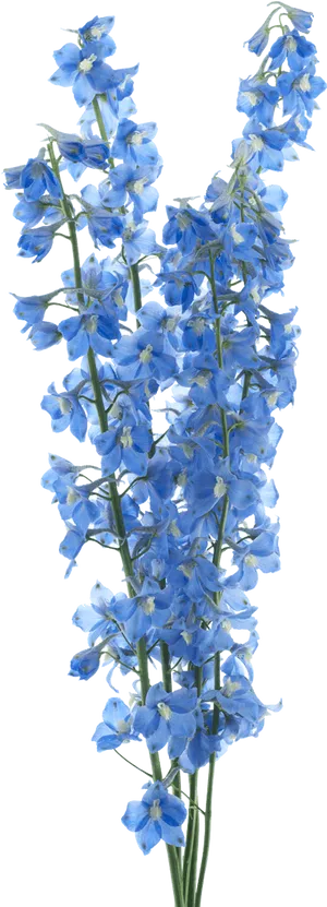 Vibrant Blue Delphiniums PNG image