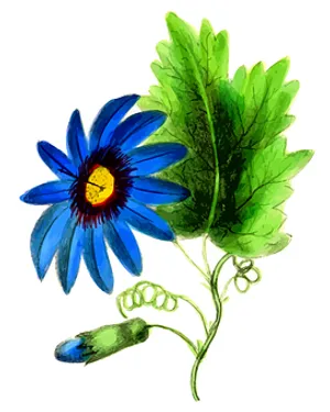 Vibrant Blue Flower Illustration
