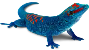 Vibrant Blue Gecko PNG image