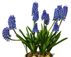 Vibrant Blue Grape Hyacinths