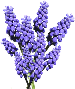 Vibrant Blue Hyacinth Cluster.png PNG image