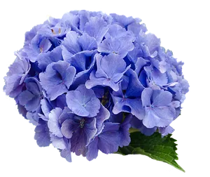 Vibrant Blue Hydrangea Bloom