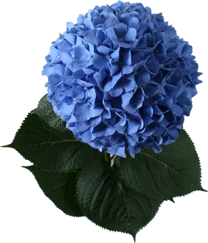 Vibrant Blue Hydrangea Bloom PNG image