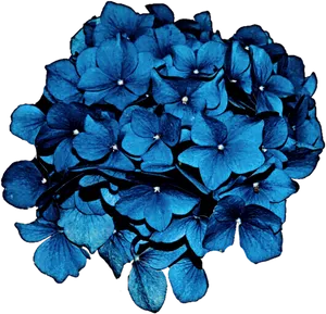 Vibrant_ Blue_ Hydrangea_ Bloom PNG image