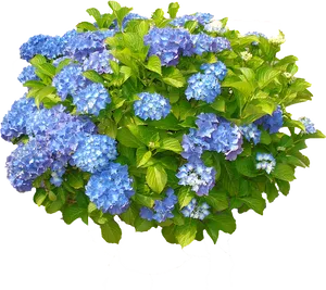 Vibrant Blue Hydrangea Cluster.png PNG image