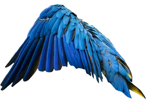 Vibrant_ Blue_ Macaw_ Wing.jpg PNG image