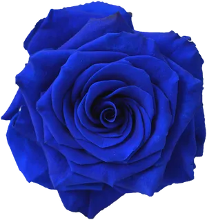 Vibrant Blue Rose Isolatedon Black