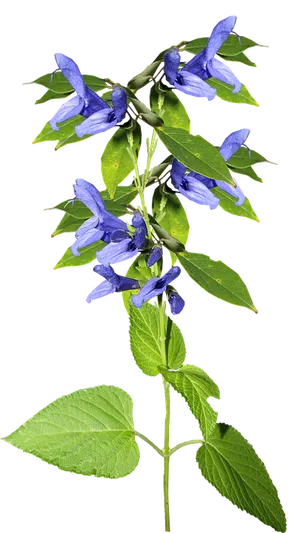 Vibrant_ Blue_ Salvia_ Flower