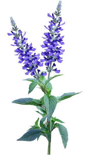 Vibrant Blue Salvia Flowers