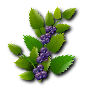Vibrant Blueberrieson Branch PNG image