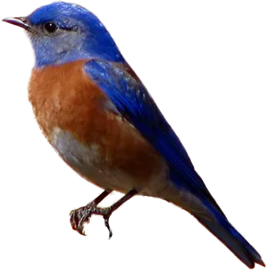 Vibrant_ Bluebird_ Profile PNG image