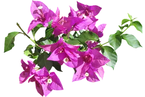 Vibrant Bougainvillea Branch.png
