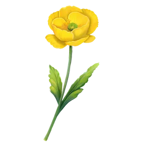 Vibrant Buttercup Png 12 PNG image