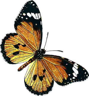 Vibrant Butterfly Artwork