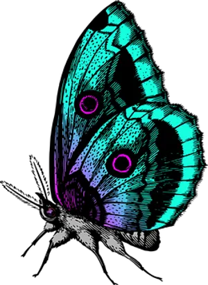 Vibrant Butterfly Illustration