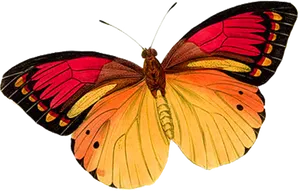 Vibrant Butterfly Isolatedon Black PNG image