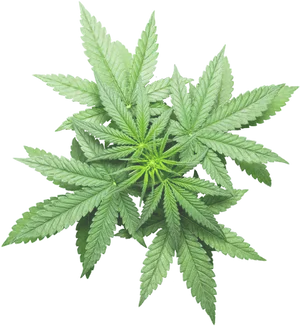 Vibrant Cannabis Leafon Black Background.jpg PNG image