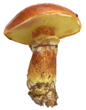Vibrant Capped Mushroom PNG image