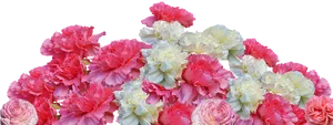 Vibrant Carnation Floral Display.png PNG
