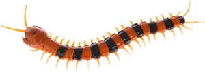 Vibrant Centipede Isolated Background PNG