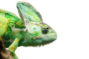 Vibrant Chameleon Profile PNG image
