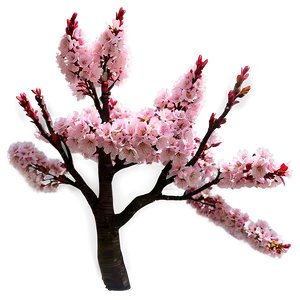 Vibrant Cherry Blossom Tree PNG 64 PNG