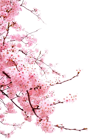 Vibrant Cherry Blossoms Against Black Background PNG image