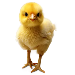Vibrant Chick PNG 05242024 PNG