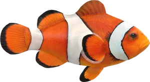 Vibrant Clownfish Isolated PNG image