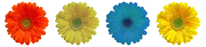 Vibrant Collectionof Colorful Flowers