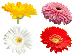 Vibrant Collectionof Flowers