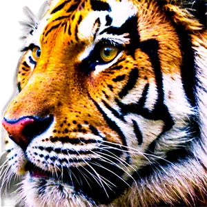 Vibrant Colored Tiger Face PNG 06252024 PNG