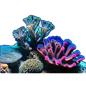 Vibrant Coral Reef Underwater Photo PNG 55